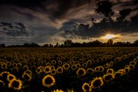 Sonnenblumen-Dross-Sunset19