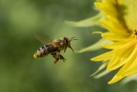 Honigbiene (Anflug auf Sonnenblume)