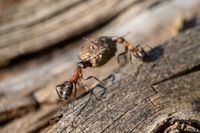 Ameisen beim Nestbau