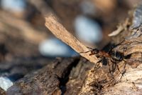 Ameisen beim Nestbau
