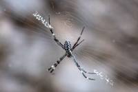 Spinne (Australien, 2)